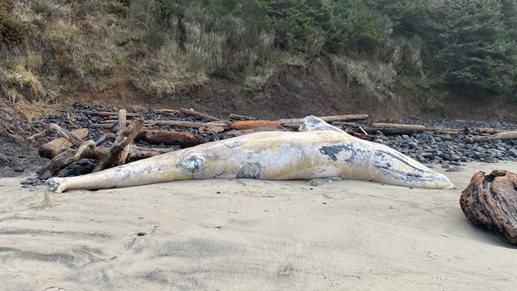 Fourth dead whale wash up along Oregon Coast found in Cannon Beach