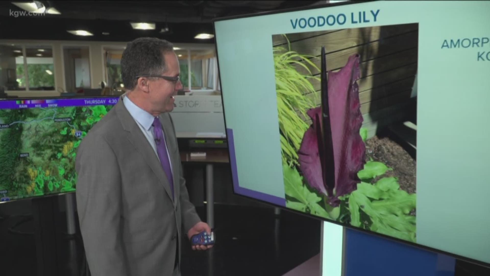 The voodoo lily is a spectacular flower, but it smells like a dead animal. Matt explains why.