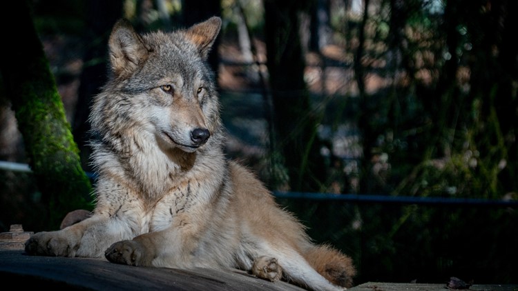 Reward for information on poisoned wolves grows to nearly $43K