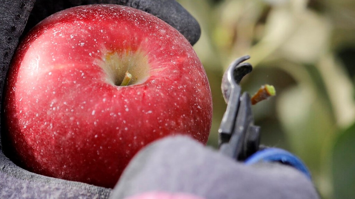 Cosmic Crisp Apples - HarvesTime Foods