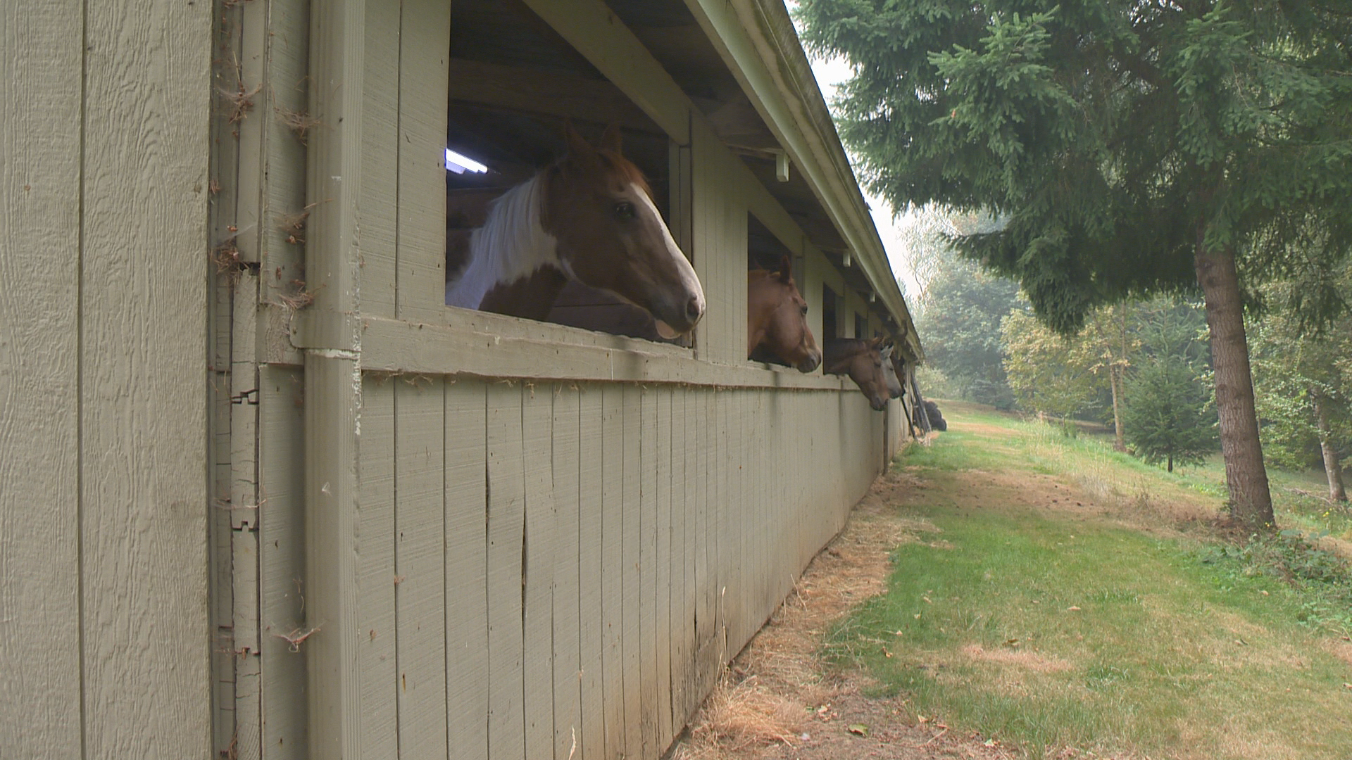 A stable owner in Ridgefield has taken in eight horses, and she has nine more on the way. Jon Goodwin has the story.