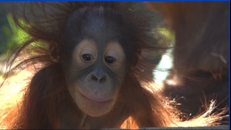 Oregon Zoo celebrates baby orangutan’s birthday in partnership with Wine by Joe to fund conservation efforts