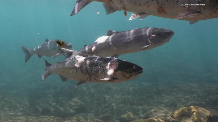 Trump pulls US from plan to recover salmon population, calling it ‘radical’ Trump pulls US from plan to recover salmon population, calling it ‘radical’
