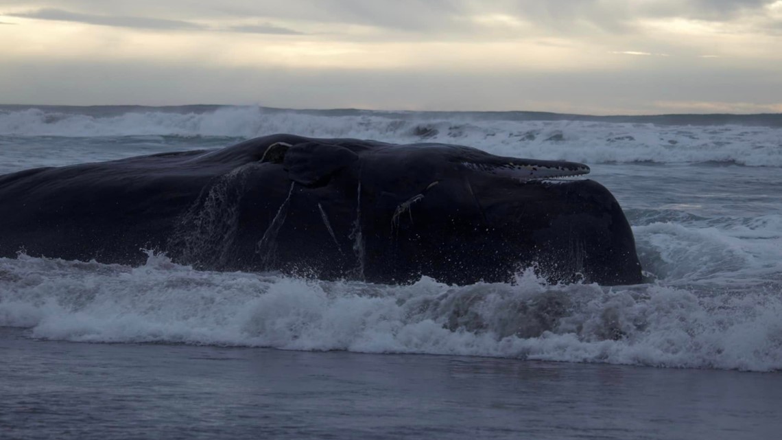 Third dead whale in a week washes up on Oregon coast - The San Diego  Union-Tribune