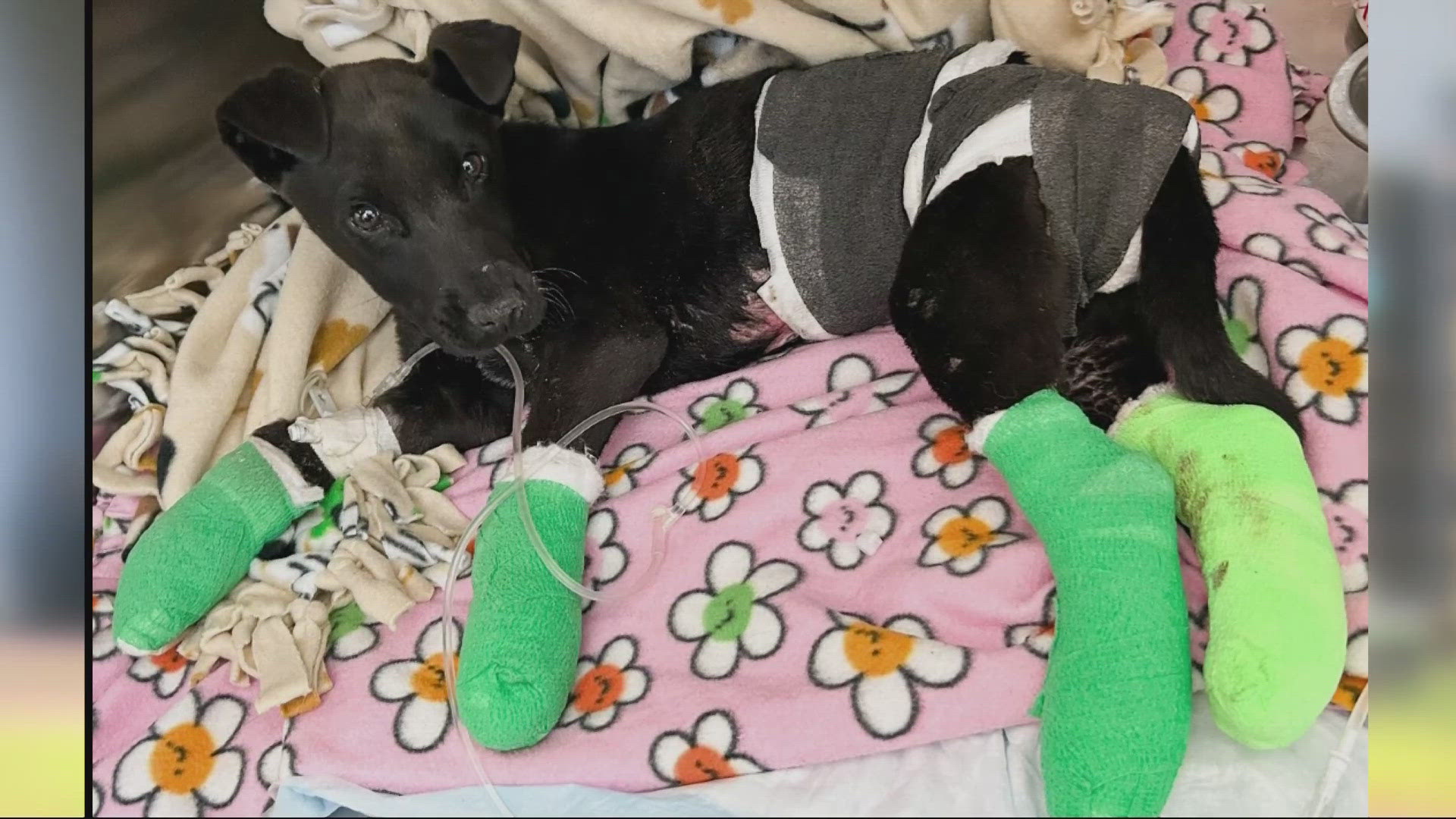 The puppy was found with fourth-degree burns on his legs and belly in an alley in Fresno, California. He is now in the care of a dog rescue in Oregon.