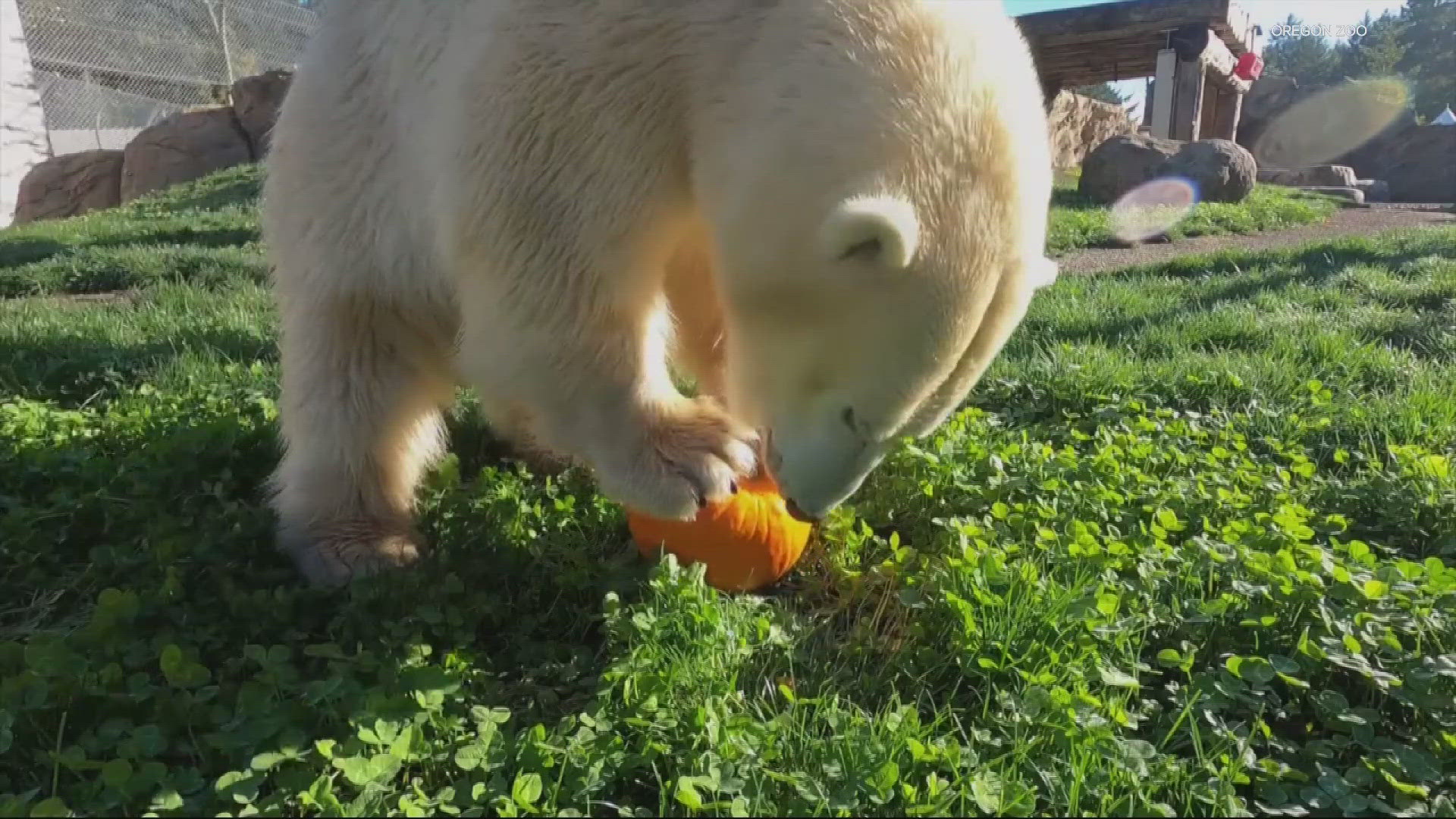 The Oregon Zoo's official annual squash squishing happens Oct. 17.