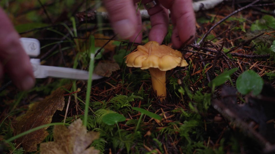 In fall, Oregon's forests offer up treasures in the form of golden chanterelles