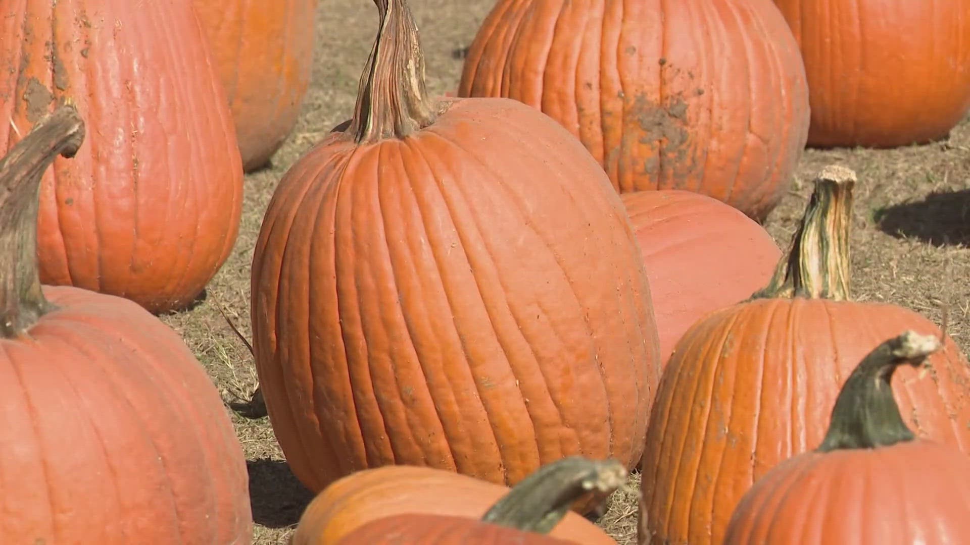 Farmers say the drought has impacted the number of pumpkins they've been able to grow.
