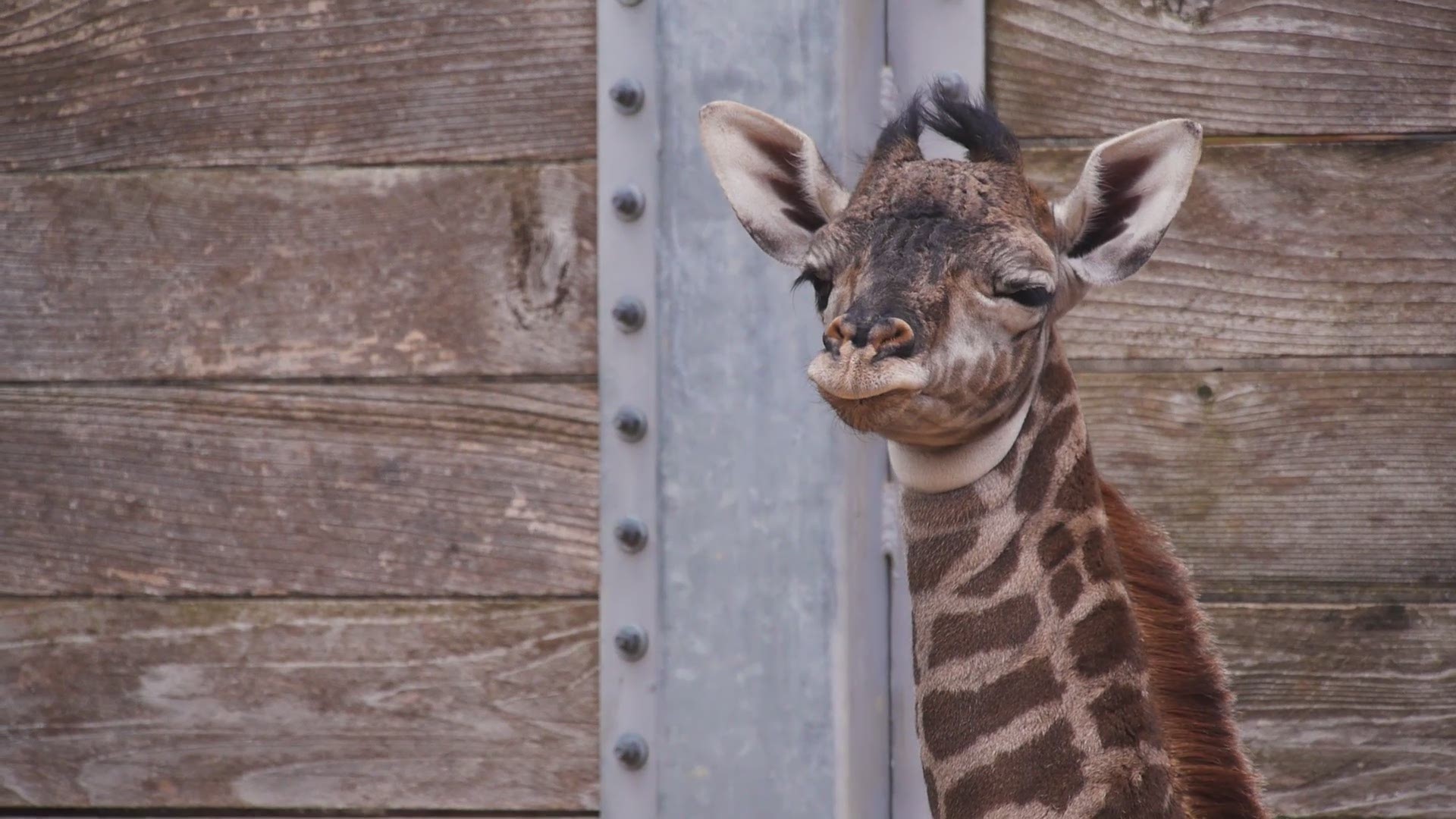 A female Masai giraffe was born at the Houston Zoo on Monday morning. (Video: Courtesy of the Houston Zoo)