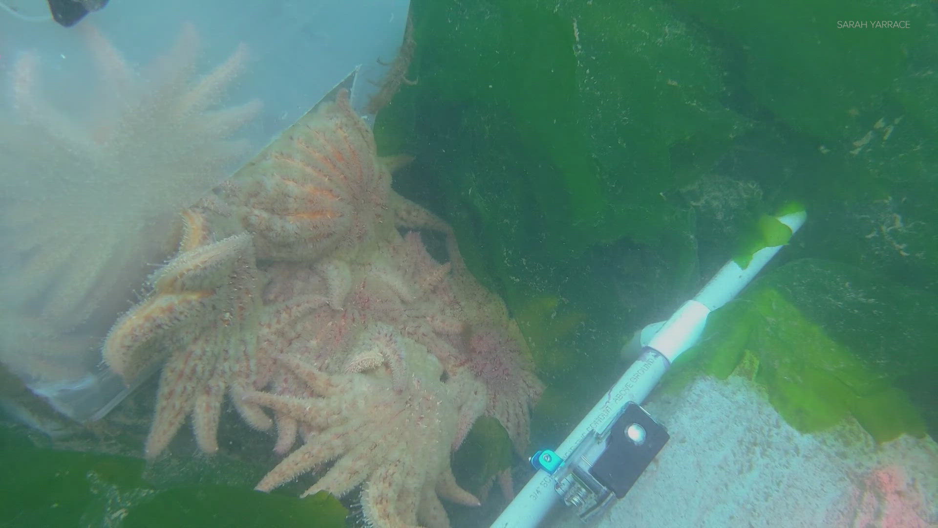 The threatened species has dwindling numbers, and Friday Harbor scientists have spent the last five years growing sea stars in a lab for release and repopulation.