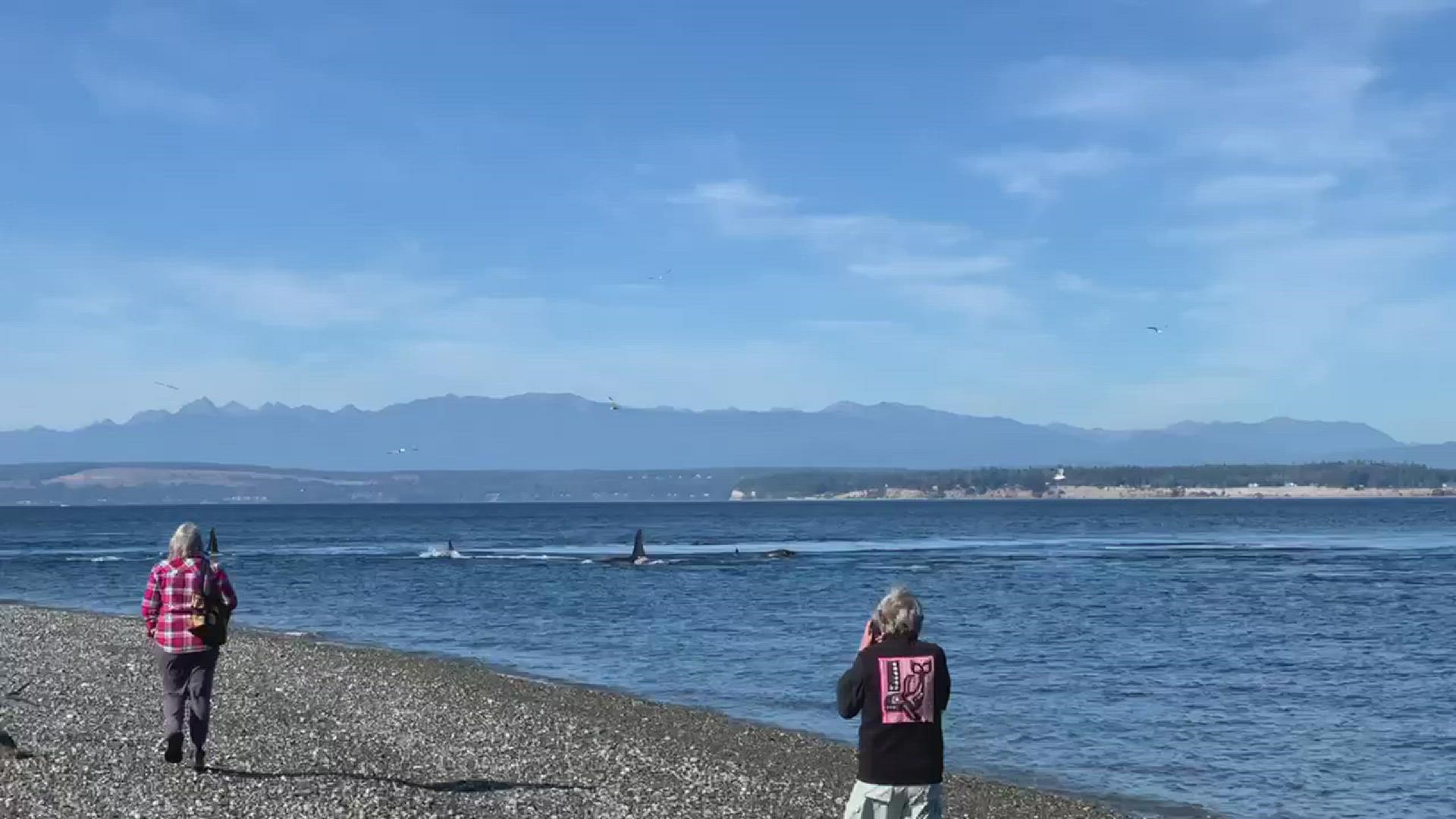 KING 5 viewer David Haeckel sent in video of Southern Resident orcas enjoying a swim near the Bush Point Lighthouse on Whidbey Island on Tuesday, Sept. 7, 2021.