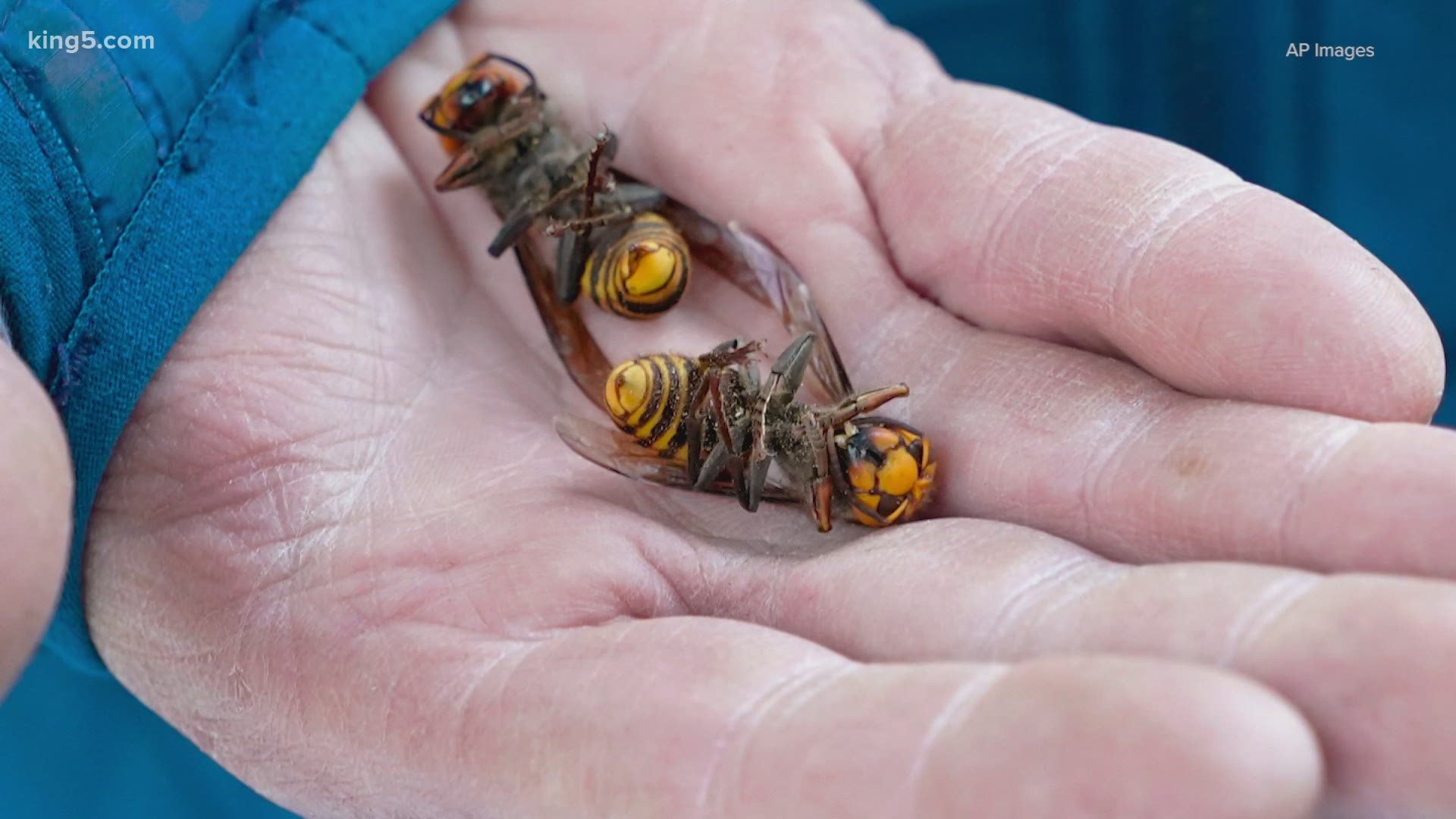 Entomologists Remove Asian Giant Hornet Nest In Washington State