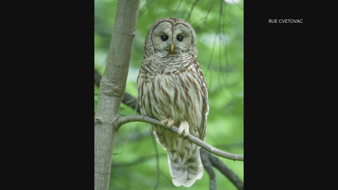 Plan to kill hundreds of thousands of barred owls to save another PNW ...