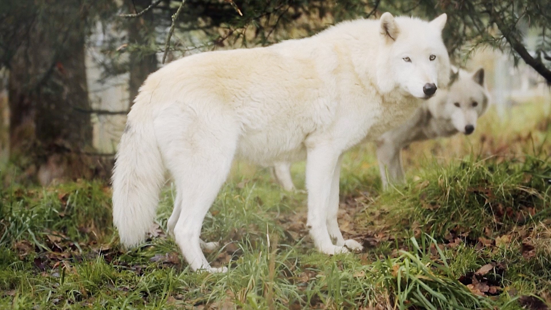 The Trouble With Wolves explores the controversy of the gray wolf's reintroduction to the Untied States.