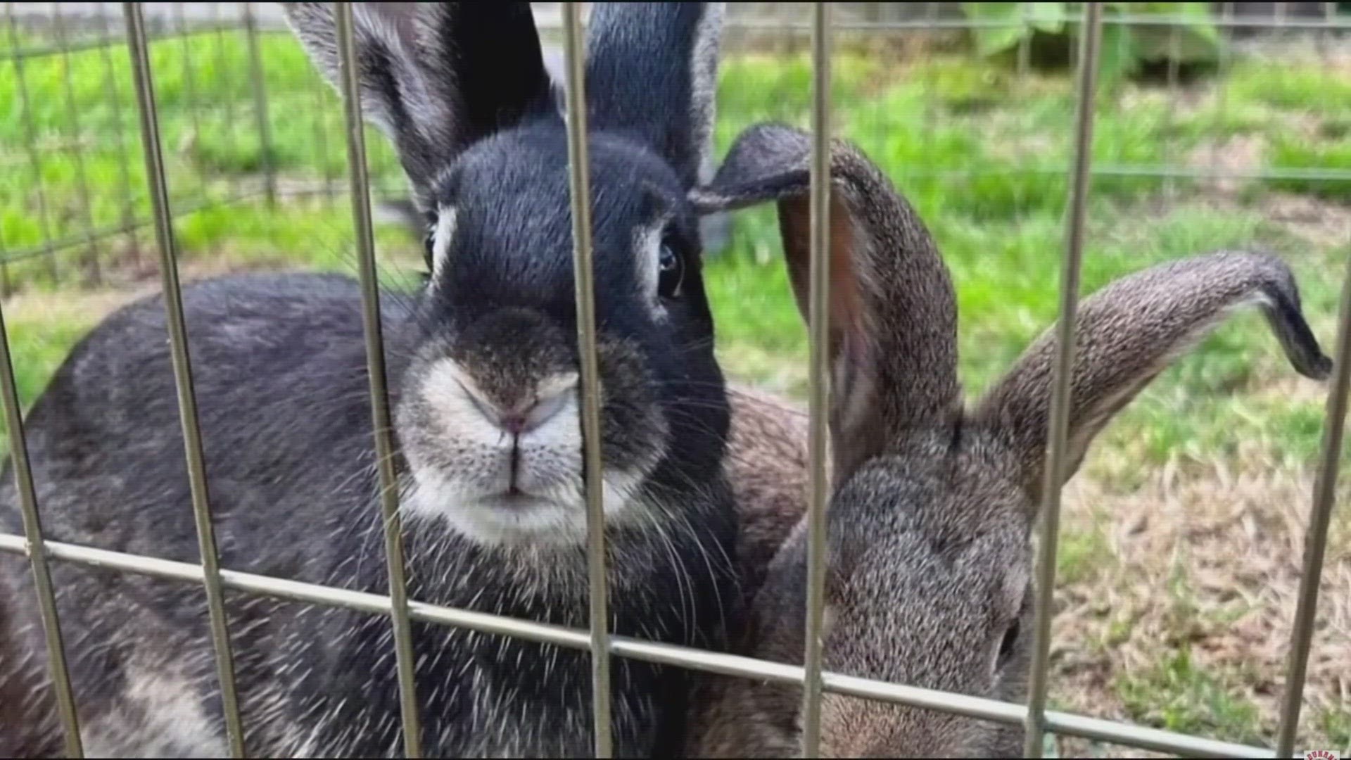Their love story was interrupted by dozens of sickly bunnies.