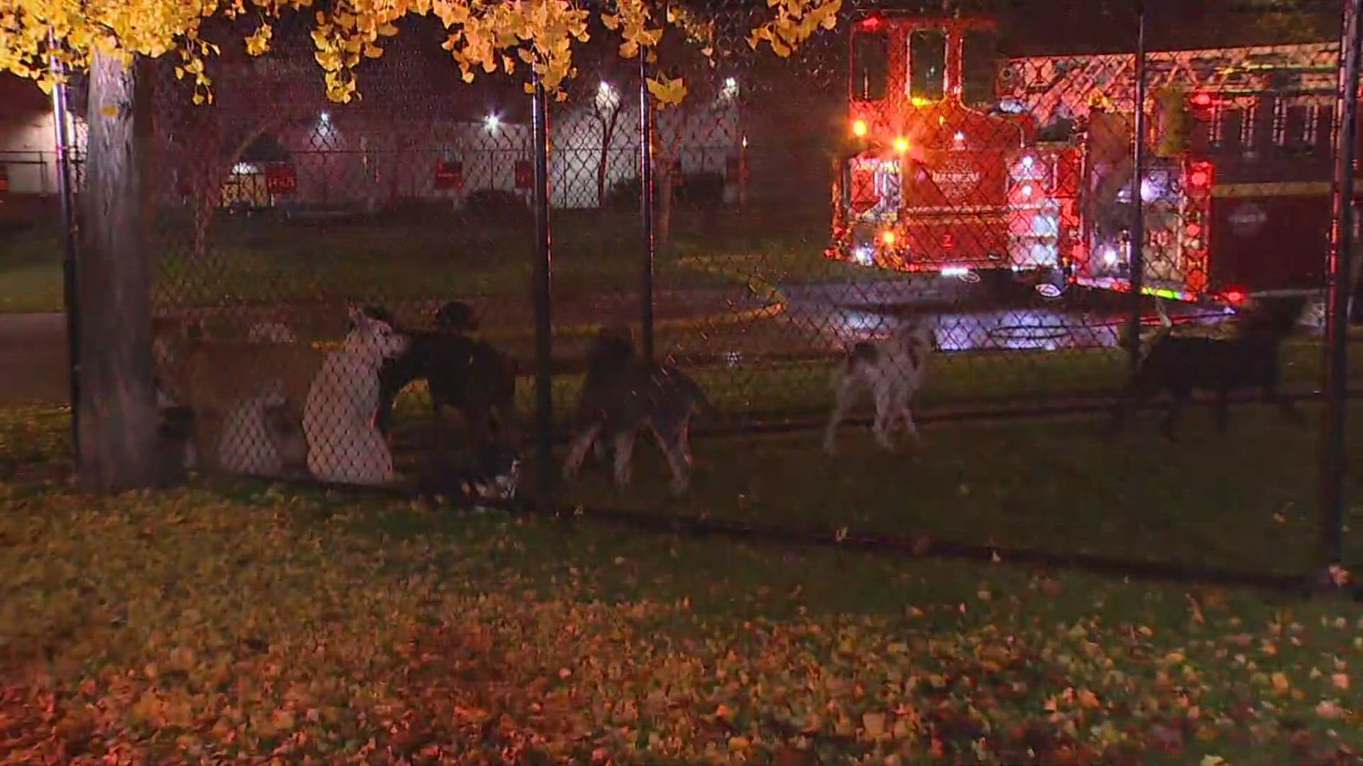 The incident happened at the Dog Resort on Industrial Way in Seattle's SODO neighborhood.