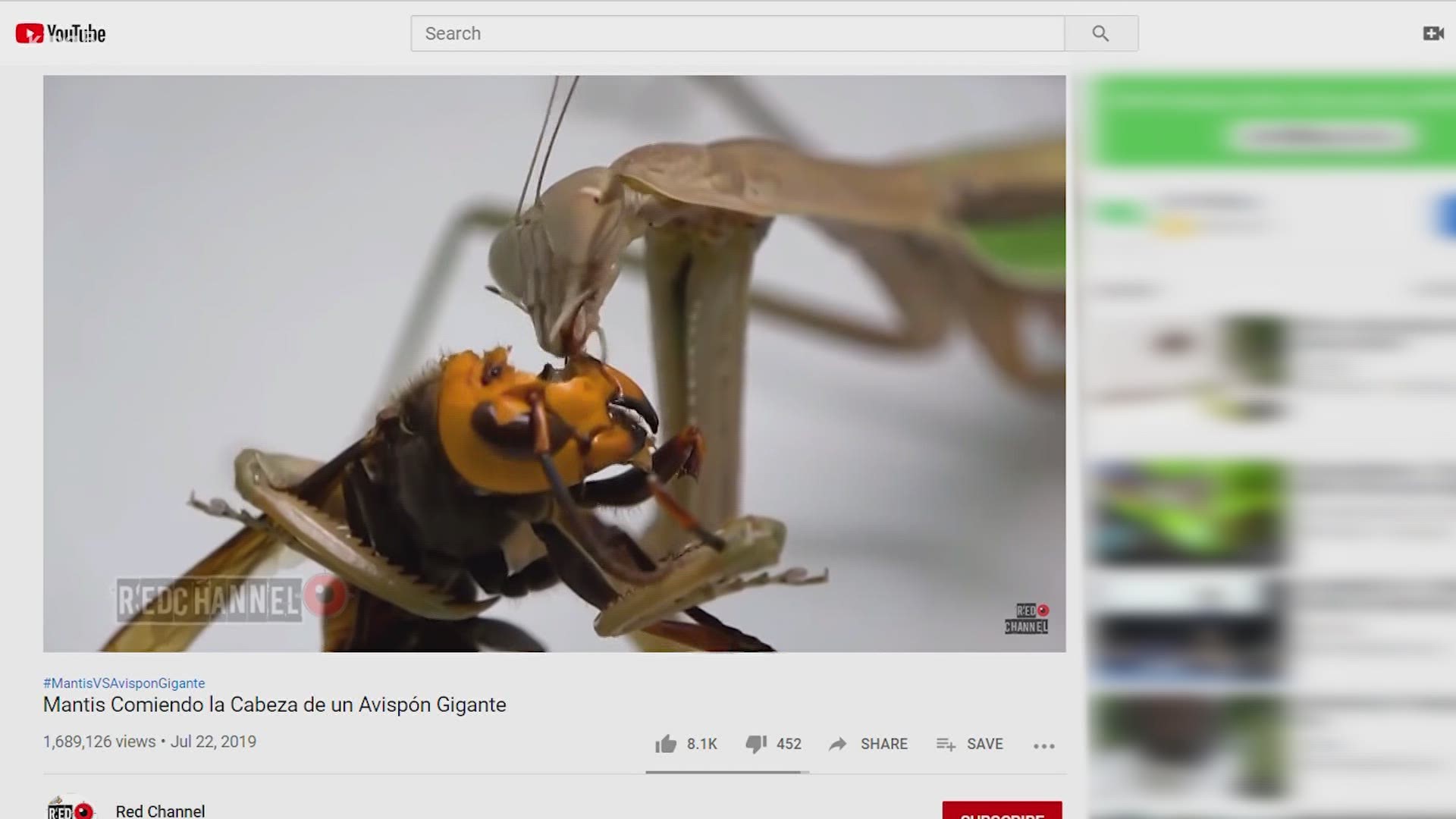 Following a video showing a praying mantis devouring an Asian giant hornet, the Washington State Dept. of Agriculture is clearing up questions about the insects.