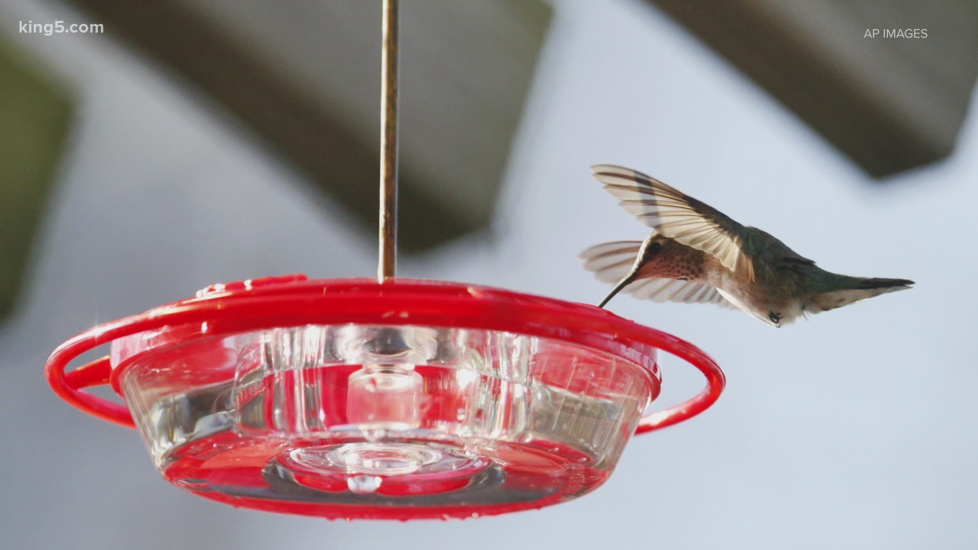 Experts say take down bird feeders to prevent the spread of disease, but a lot of people are worried about hummingbirds during the cold snap.