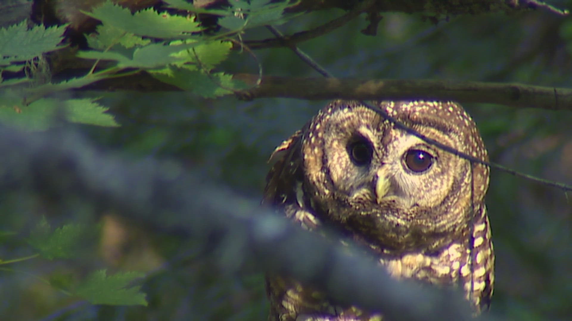 A U.S. Fish and Wildlife proposal to kill non-native barred owls to protect the endangered northern spotted owl has sparked controversy among conservation groups.