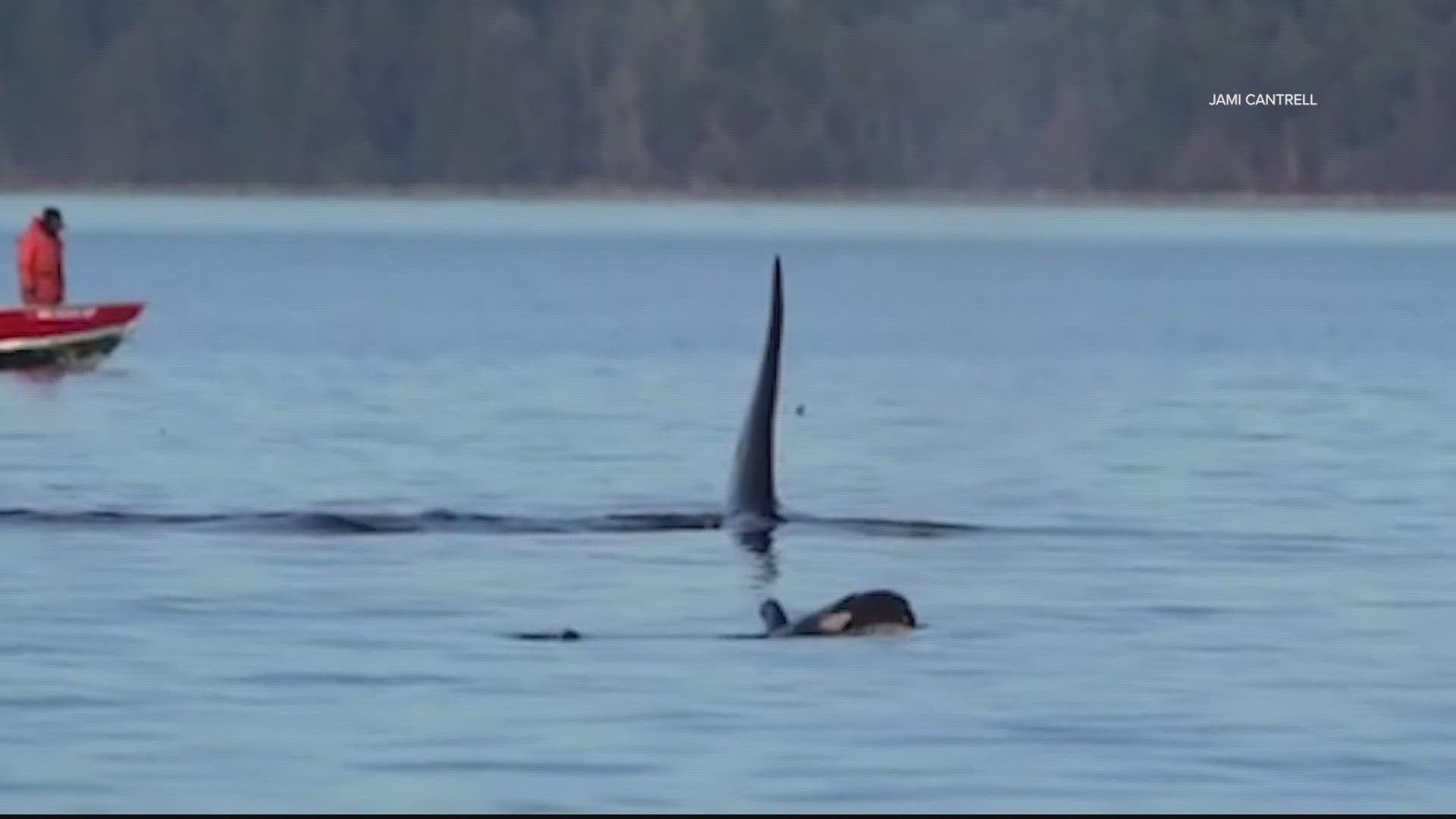 Researchers identified every other J Pod member during the recent encounter, which led them to believe the 1-month-old calf had died.