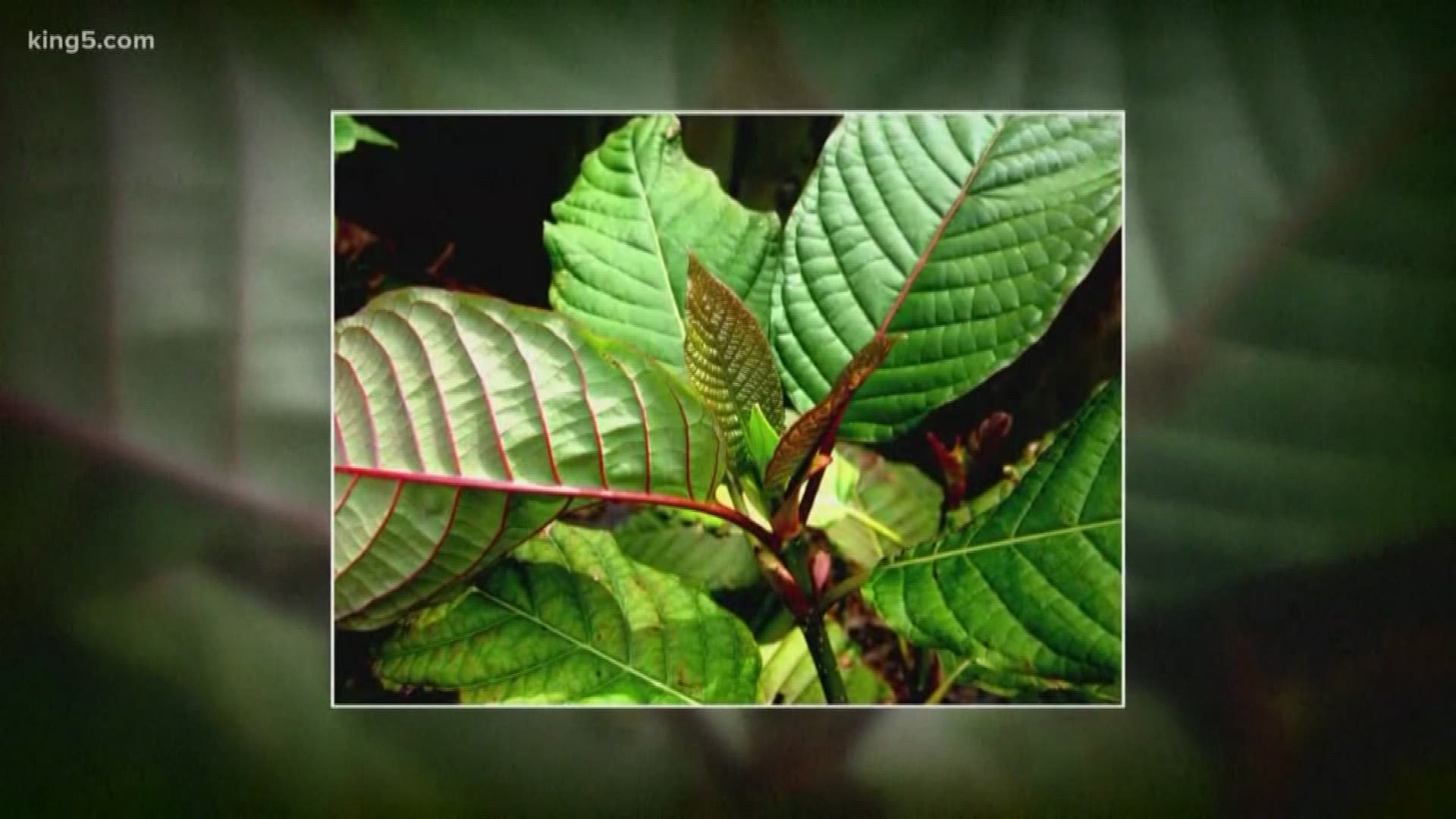 Kratom deaths lead to state bans