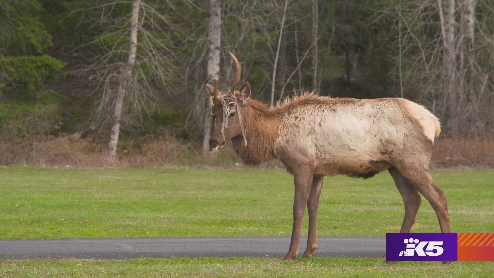 This Packwood community has just one wish for Hammock Head the elk: That he lose his antlers and finally break free. #k5evening