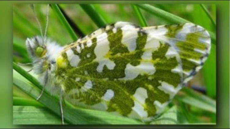 Endangered listing recommended for Washington butterfly