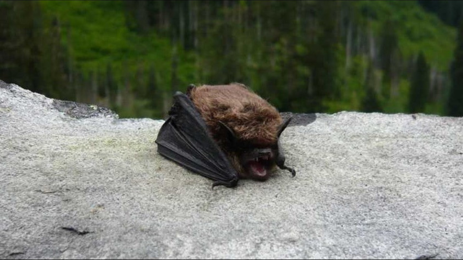 Health officials are urging anyone who came in contact with the bat to seek medical attention immediately.