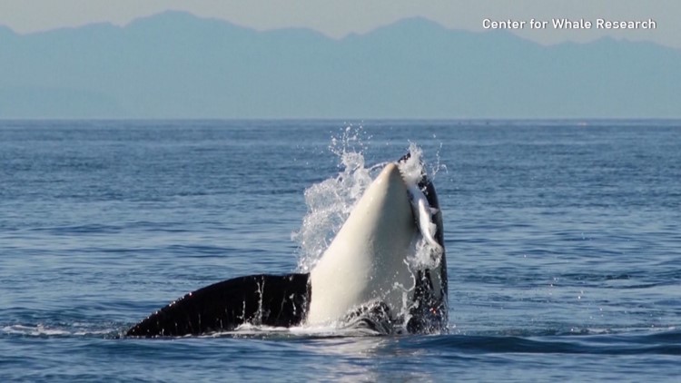 Southern Resident orca population hits 30-year low