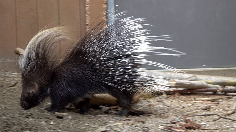 Exotic porcupine wandering Spanaway finds shelter at Oregon Zoo
