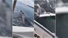 WATCH: Whales surface near family’s boat in Puget Sound