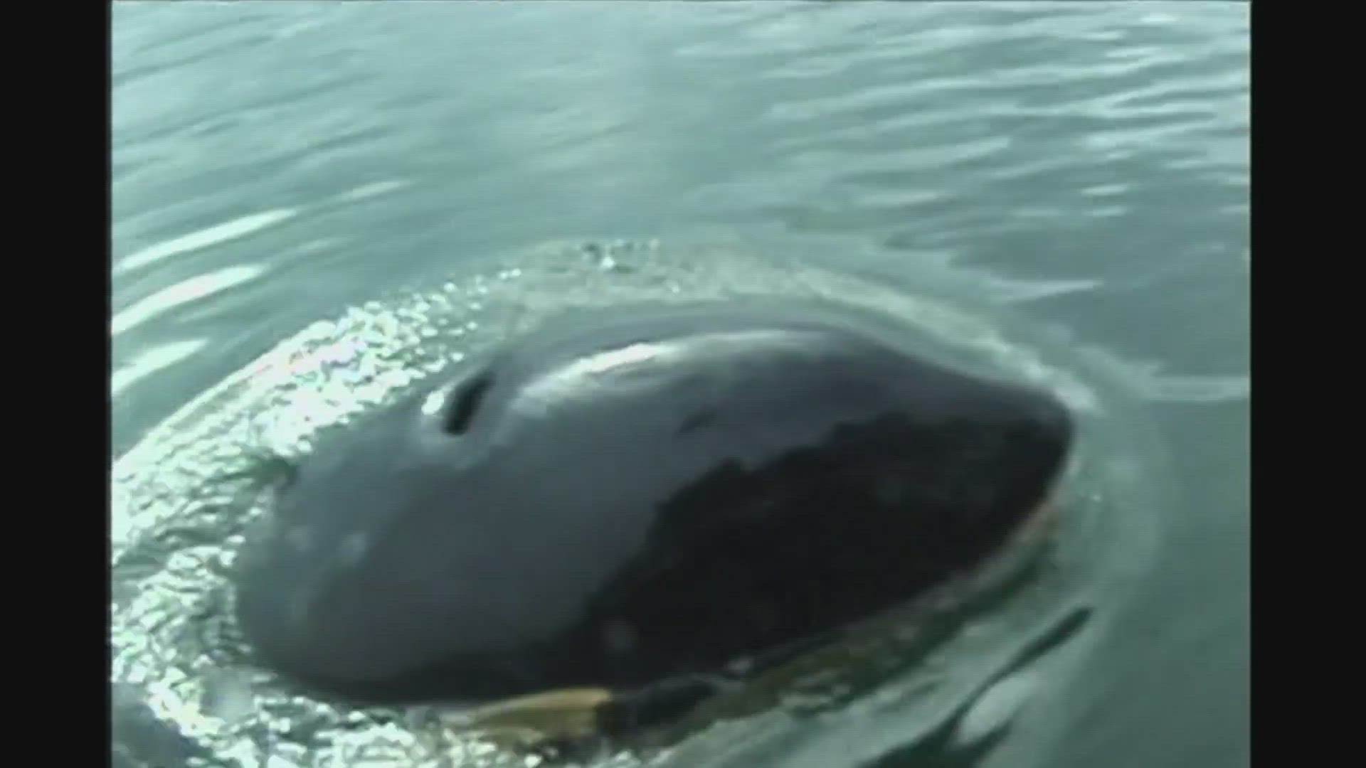 Northern Resident orca "Springer" was found in Puget Sound waters in 2002, separated from her pod. Recordings helped experts identify her family- and get her home.