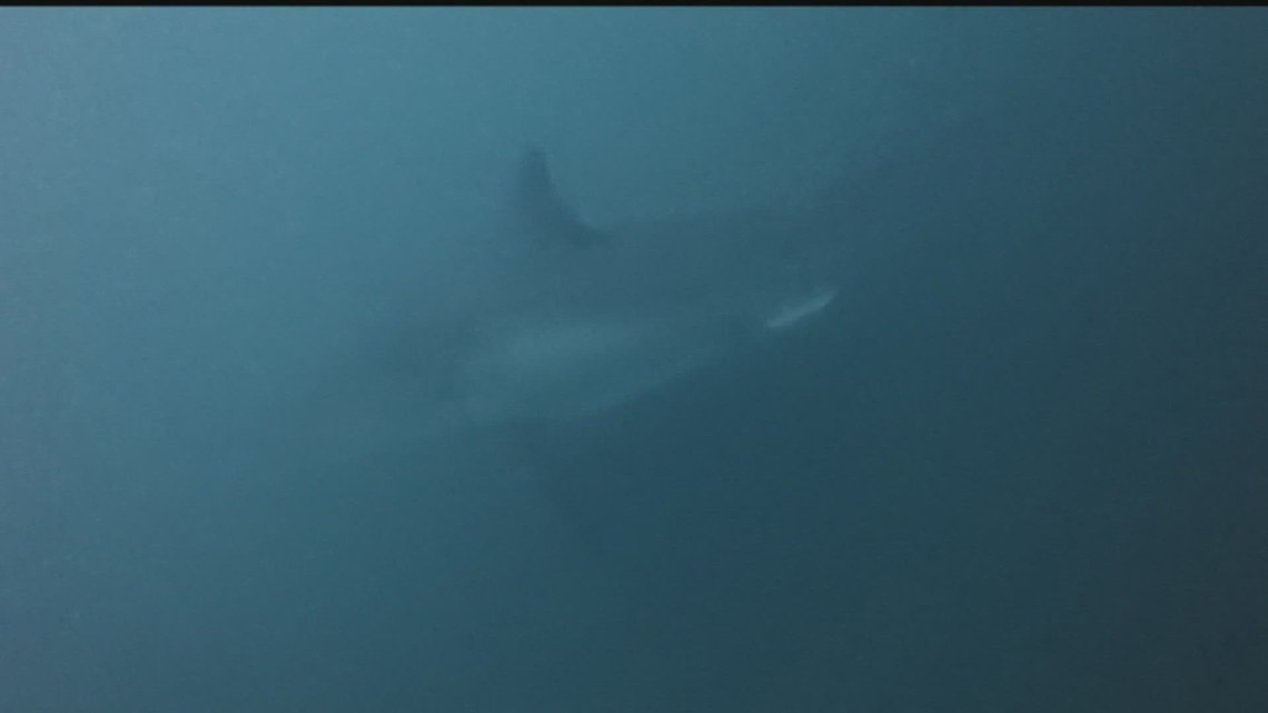 Mature female great white shark tracked in Pacific Northwest waters ...