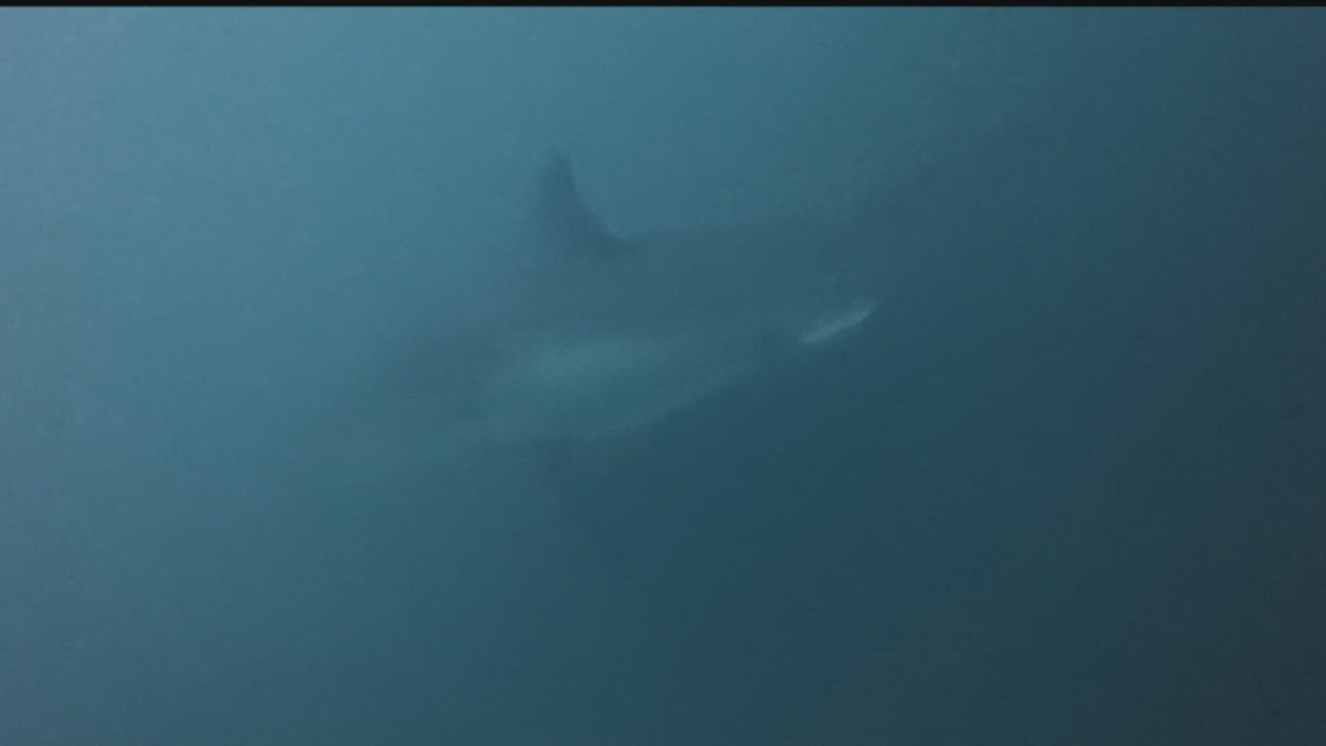 Mature female great white shark tracked in Pacific Northwest waters ...