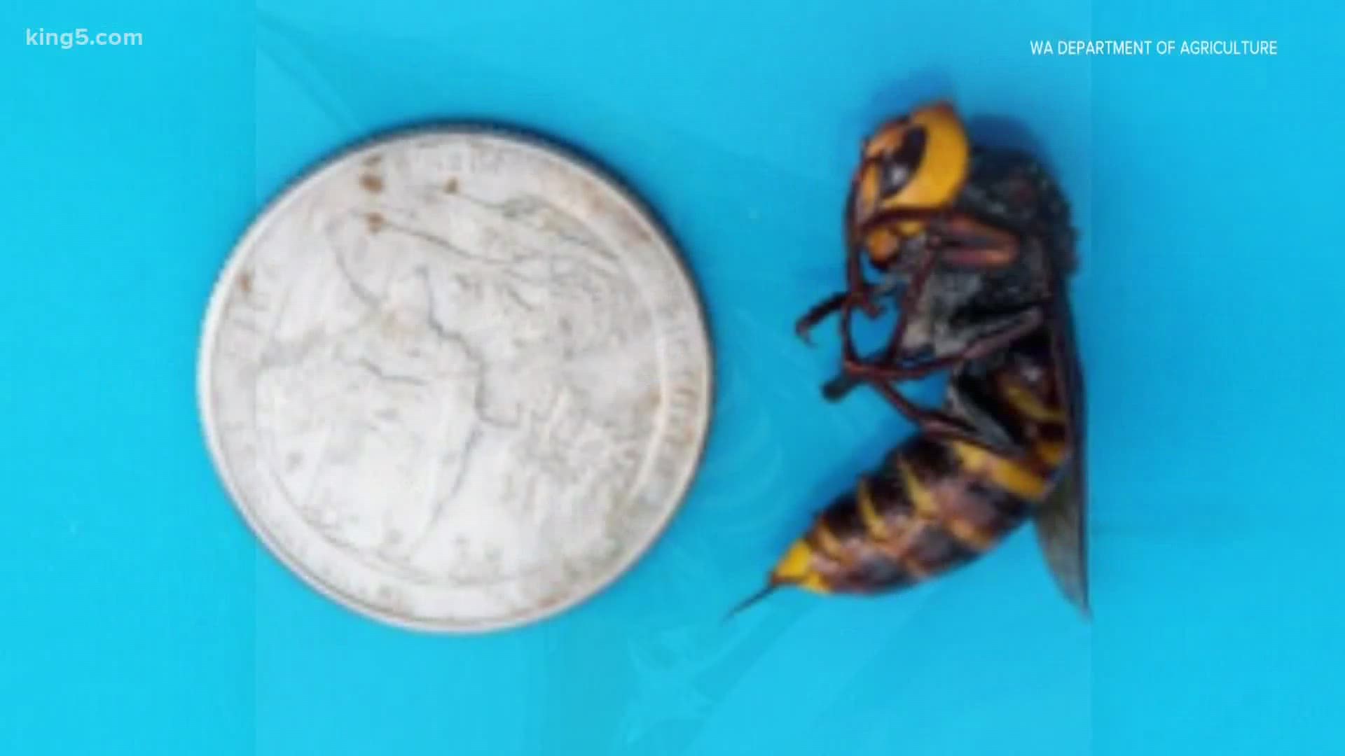 The worker Asian giant hornet was found dead in a trap in Birch Bay on Aug. 19.