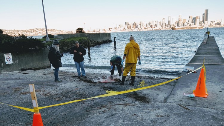 12 sea lions shot in Puget Sound area since September