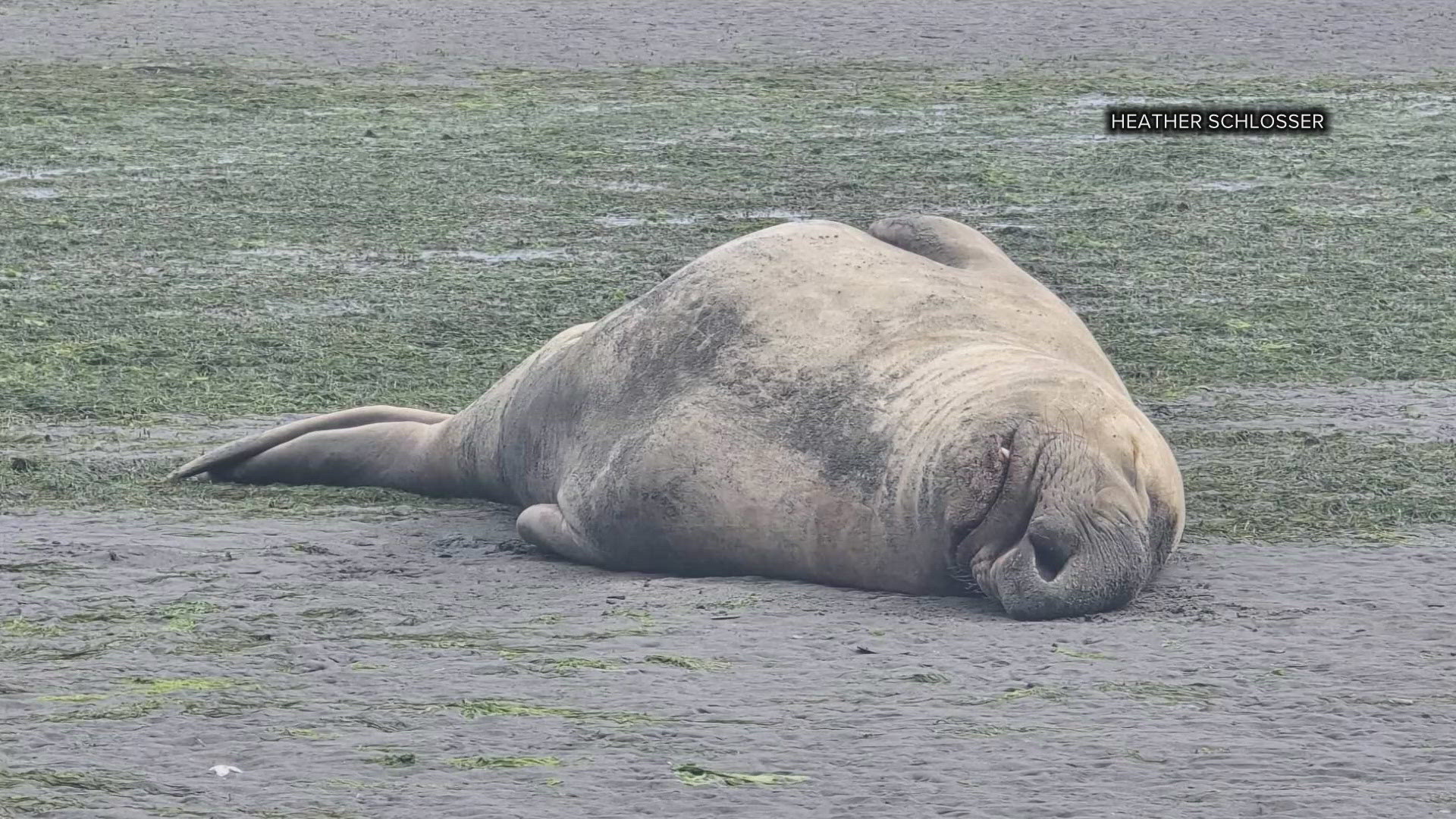 KING 5 obtained video and pictures of a male elephant seal molting this past Sunday.