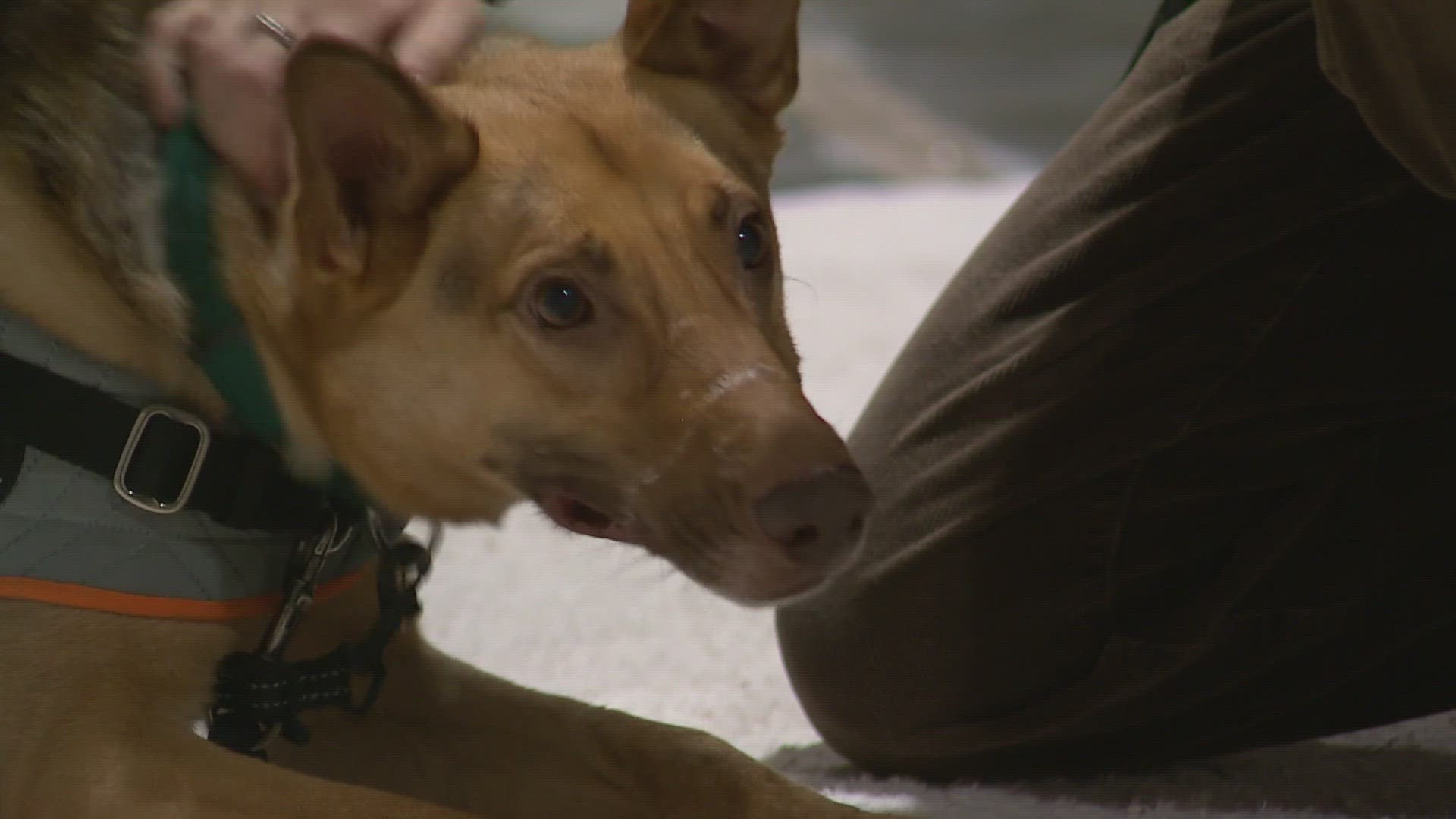 The proposed legislation would enhance first-degree animal cruelty to a ranked felony.