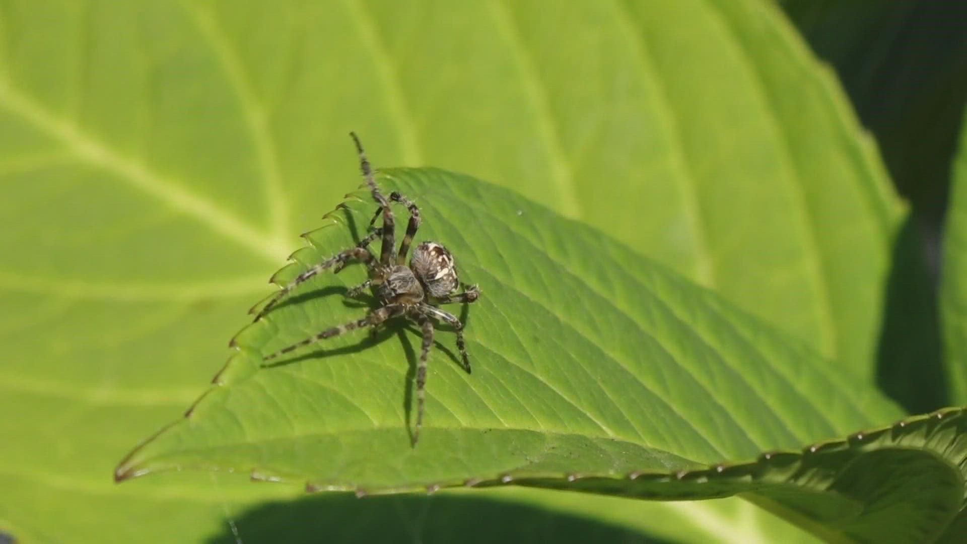 They might look scary, but experts say no spider in the Puget Sound area are dangerous to humans.
