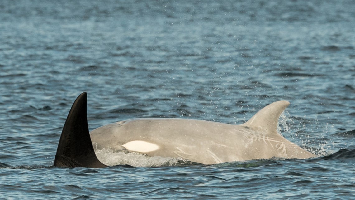Rare white orca among dozens of whales spotted in Puget Sound this ...