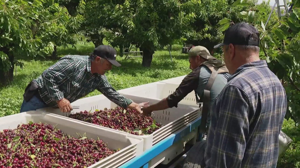 Farm Labor Shortages Worsen Amid U.S. Immigration Raids