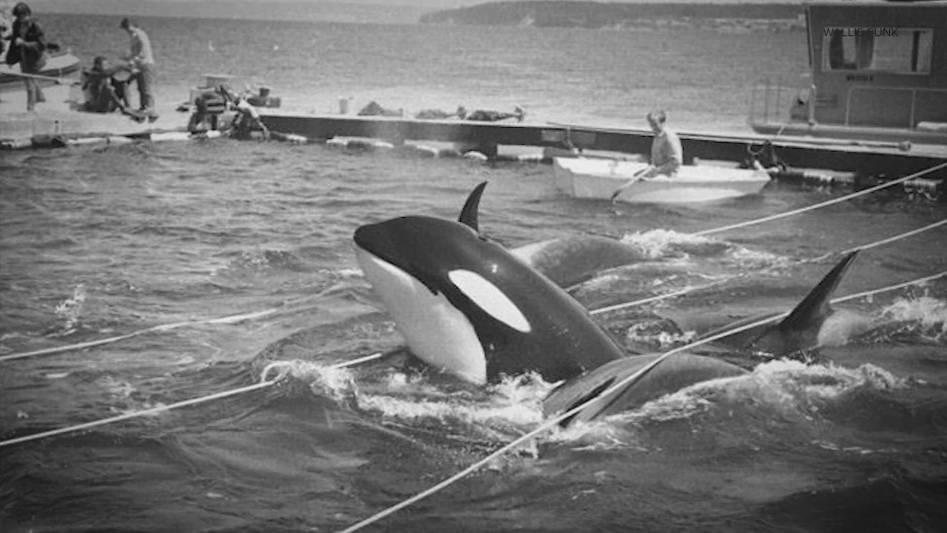 The decline in the population of the Southern Resident Killer Whales began in the 1960s as orcas were picked out of the waters of Puget Sound.