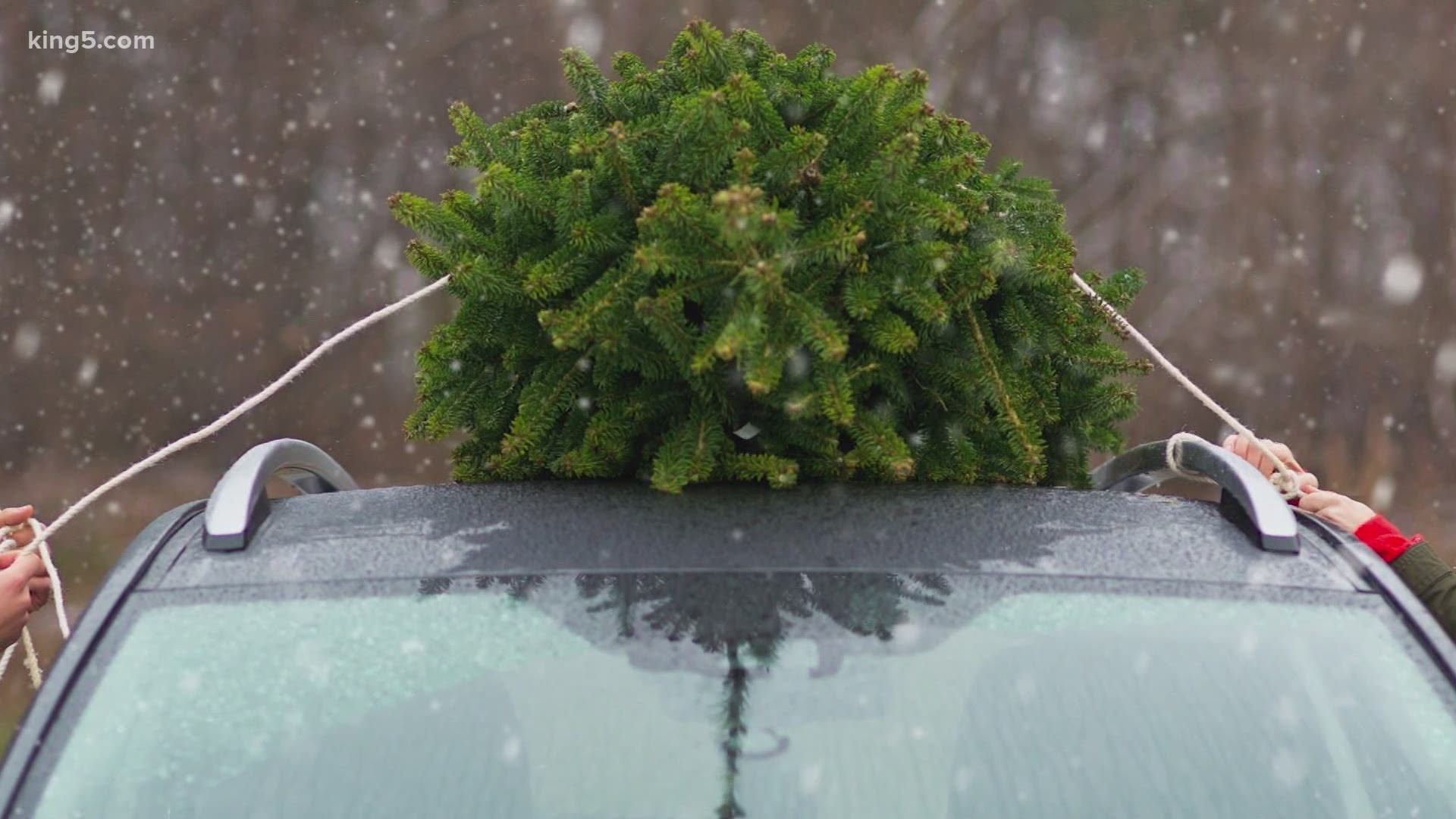 One major study by PE International found that real or fake, Christmas trees account for less than 0.1% of the average person’s annual carbon footprint.