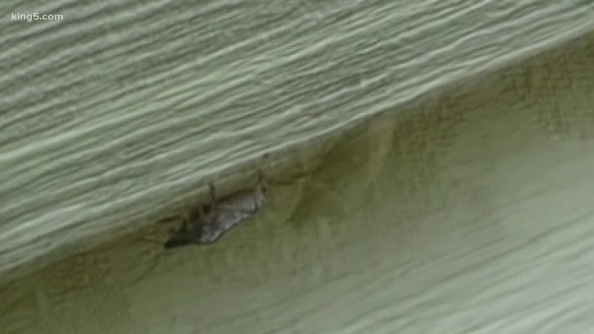 Hundreds of stink bugs reported in Western Washington