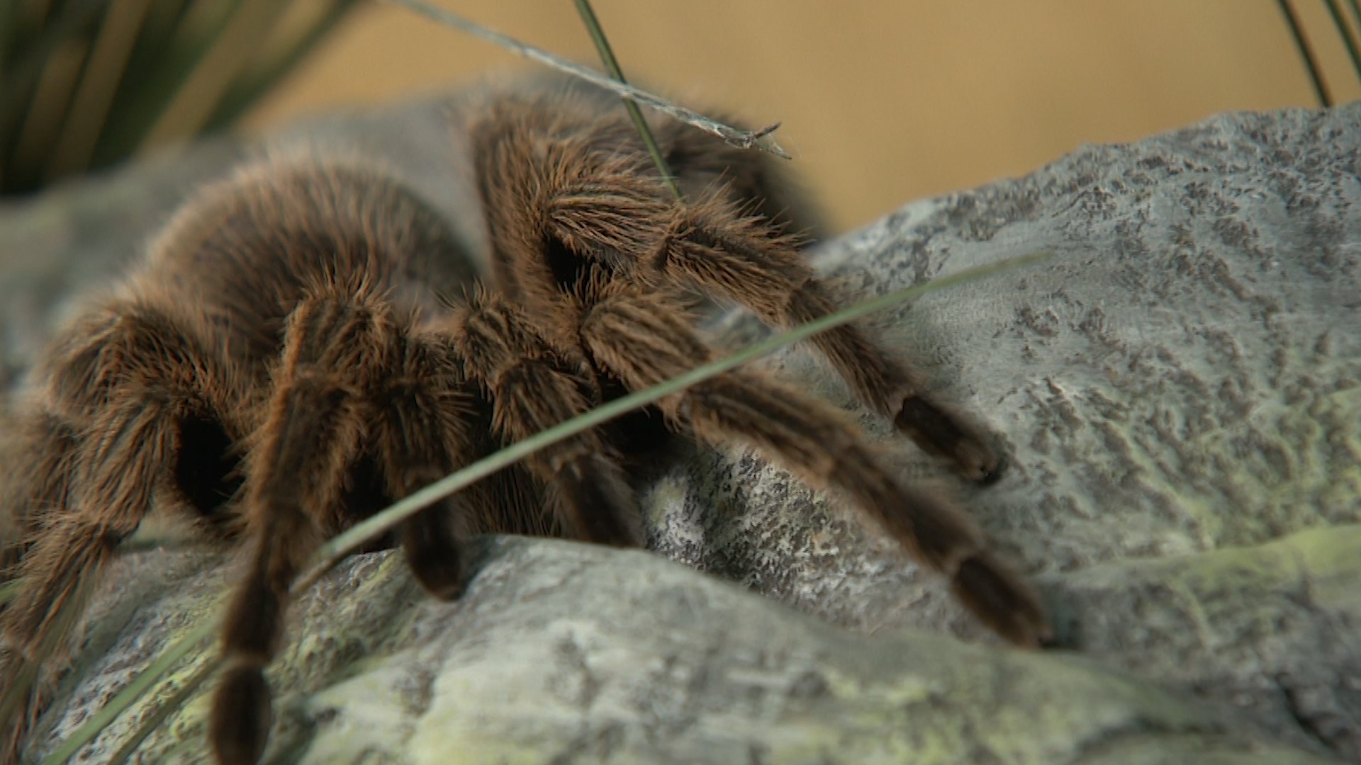 Tacoma’s Point Defiance Zoo & Aquarium teaches us about bats, owls, spiders and more!