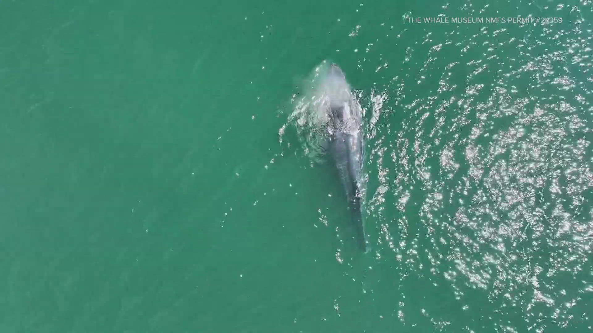 Officials believe the whale's fluke was severed off because of long-term entanglement and worry about its ability to survive.