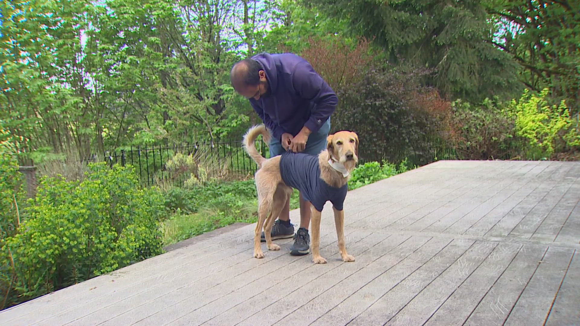 The dog's owner said he kicked the cougar in the back of the head while it had the dog pinned to the ground