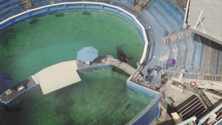 Marine neuroscientist explains why living in a tank can harm an orca's brain