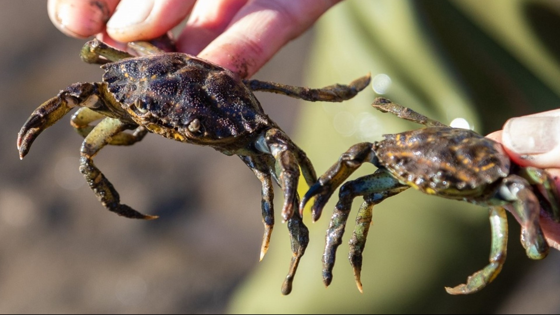 European green crabs can consume shellfish and other native marine life, and destroy habitats that much of the food web relies on.
