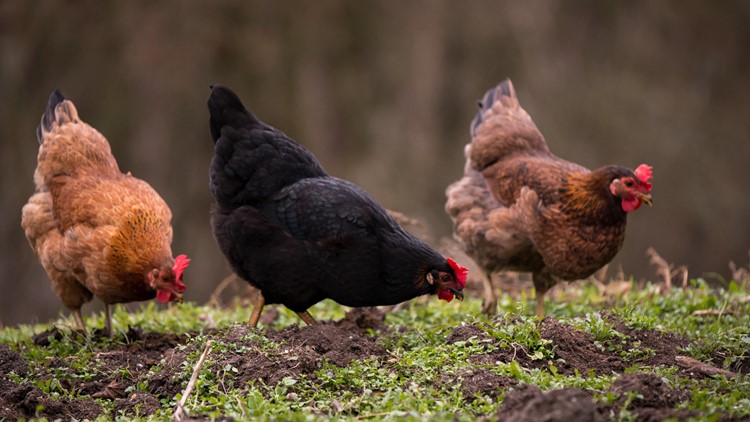 Salmonella outbreak linked to backyard poultry sickens 13 in Washington state